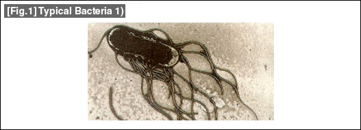 [Fig.1] Typical Bacteria 1)