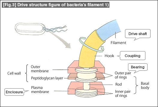 [Fig.3] Drive structure figure of bacteria's filament 1)
