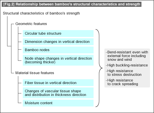 [Fig.2] Relationship between bamboo's structural characteristics and strength